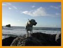 rockaway&dogs 015.jpg